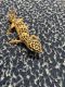Leopard Gecko Reptiles for sale in Salt Lake City, UT, USA. price: NA