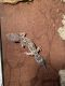 Leopard Gecko Reptiles for sale in Haverhill, MA 01830, USA. price: NA