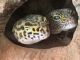 Leopard Gecko Reptiles for sale in Lakeland, FL 33806, USA. price: $199