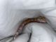 Leopard Gecko Reptiles for sale in Salt Lake City, UT, USA. price: NA