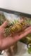 Leopard Gecko Reptiles for sale in Brooklyn, NY 11211, USA. price: $100
