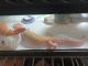 Leopard Gecko Reptiles for sale in 68, 400 Bruce St, Clearfield, UT 84015, USA. price: NA