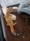 Leopard Gecko Reptiles for sale in Lacey, WA, USA. price: NA