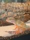 Leopard Gecko Reptiles for sale in Channahon, IL, USA. price: $70