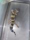 Leopard Gecko Reptiles for sale in Yonkers, NY, USA. price: NA