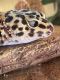 Leopard Gecko Reptiles for sale in Oklahoma City, OK, USA. price: NA