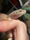 Leopard Gecko Reptiles for sale in Junction City, KS, USA. price: $30