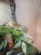 Leopard Gecko Reptiles for sale in Mt Vernon, TX 75457, USA. price: NA