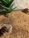 Leopard Gecko Reptiles for sale in Cocoa, FL, USA. price: $30