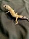 Leopard Gecko Reptiles for sale in Brevard, NC, USA. price: $150