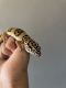 Leopard Gecko Reptiles for sale in Torrance, CA, USA. price: NA