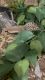 Leopard Gecko Reptiles for sale in Salt Lake City, UT, USA. price: $80