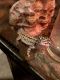Leopard Gecko Reptiles for sale in West Palm Beach, FL, USA. price: $100