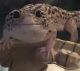 Leopard Gecko Reptiles for sale in 5267 E Geary St, Fresno, CA 93727, USA. price: NA