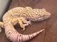 Leopard Gecko Reptiles for sale in Whittier, CA 90603, USA. price: $25