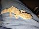 Leopard Gecko Reptiles for sale in Marion, AR 72364, USA. price: NA
