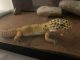 Leopard Gecko Reptiles for sale in Littleton, CO 80128, USA. price: $50