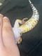 Leopard Gecko Reptiles for sale in 5105 Borchers Dr, San Antonio, TX 78219, USA. price: NA