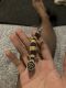 Leopard Gecko Reptiles for sale in St. Louis, MO 63134, USA. price: NA