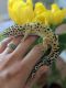 Leopard Gecko Reptiles for sale in Topeka, KS, USA. price: $45