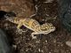 Leopard Gecko Reptiles for sale in Miami, FL, USA. price: NA