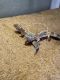 Leopard Gecko Reptiles for sale in Jacksboro, TX 76458, USA. price: NA