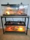 Leopard Gecko Reptiles for sale in Beaverton, OR 97007, USA. price: NA