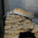 Leopard Gecko Reptiles for sale in Jacksonville, NC, USA. price: $40