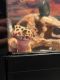 Leopard Gecko Reptiles for sale in Windsor, CO, USA. price: $250