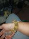 Leopard Gecko Reptiles for sale in Waterloo, NY 13165, USA. price: $50