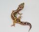 Leopard Gecko Reptiles for sale in St Charles, MO, USA. price: $100