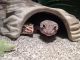 Leopard Gecko Reptiles for sale in Grand Rapids, MI, USA. price: NA