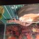 Leopard Gecko Reptiles for sale in St Charles, MO, USA. price: $50