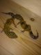 Leopard Gecko Reptiles for sale in Maumee, OH, USA. price: NA