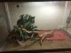 Leopard Gecko Reptiles for sale in White City, OR, USA. price: NA