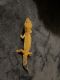 Leopard Gecko Reptiles for sale in Orange, CT, USA. price: $100