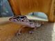 Leopard Gecko Reptiles for sale in San Jose, CA, USA. price: NA