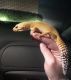 Leopard Gecko Reptiles for sale in Dallas, GA 30132, USA. price: $50