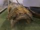 Leopard Gecko Reptiles for sale in Bend, OR, USA. price: NA