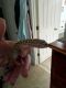 Leopard Gecko Reptiles for sale in Southport, NC 28461, USA. price: $175