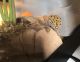 Leopard Gecko Reptiles for sale in Fort Mill, SC, USA. price: NA