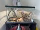 Leopard Gecko Reptiles for sale in Manchester, NH, USA. price: $50