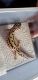 Leopard Gecko Reptiles for sale in Auburn, PA 17922, USA. price: NA