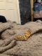 Leopard Gecko Reptiles for sale in 9733 Bridges Bend Rd, Gloucester, VA 23061, USA. price: $30