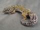 Leopard Gecko Reptiles for sale in 84-14 114th St, Jamaica, NY 11418, USA. price: NA