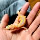 Leopard Gecko Reptiles for sale in Salem, OR 97301, USA. price: NA