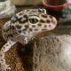 Leopard Gecko Reptiles for sale in Mesa, AZ, USA. price: $150
