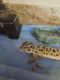 Leopard Lizard Reptiles for sale in Virginia Beach, VA, USA. price: NA