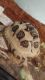 Leopard Tortoise Reptiles for sale in Oklahoma City, OK, USA. price: $150