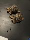 Leopard Tortoise Reptiles for sale in Azusa, CA, USA. price: NA